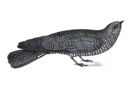 Caprimulgus leucopygus = Nyctiprogne leucopyga. Artwork by J. B. von Spix, 1825.