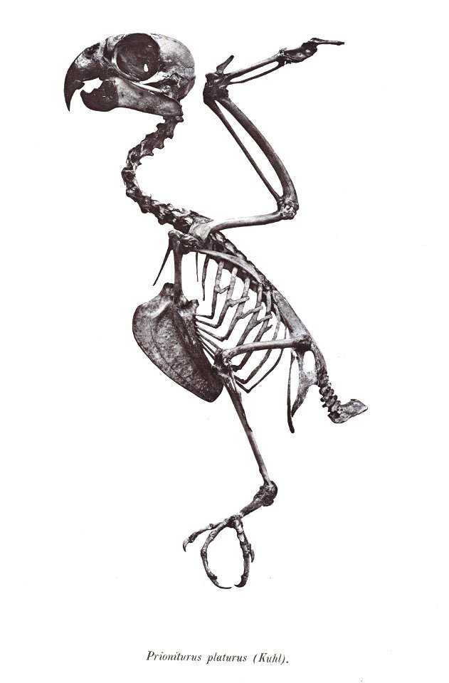 Prioniturus platurus