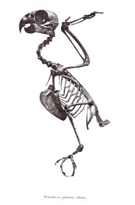 Prioniturus platurus
