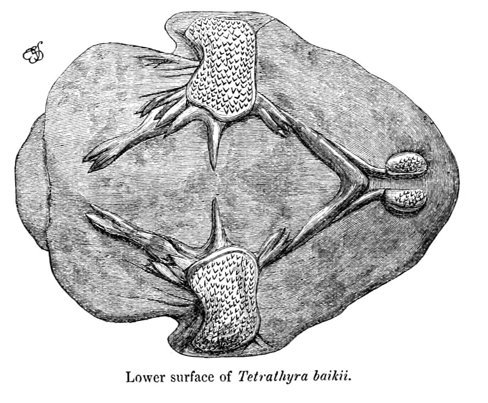 Senegal Flapshell Turtle, plastron from ventral