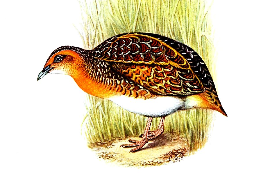 Turnix nanus = Sometimes = Turnix hottentotus