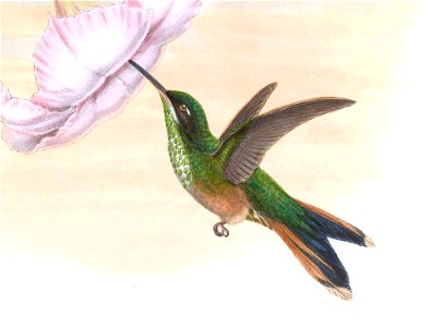 Hylonympha macrocerca