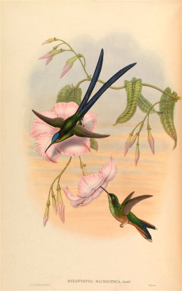 Hylonympha macrocerca