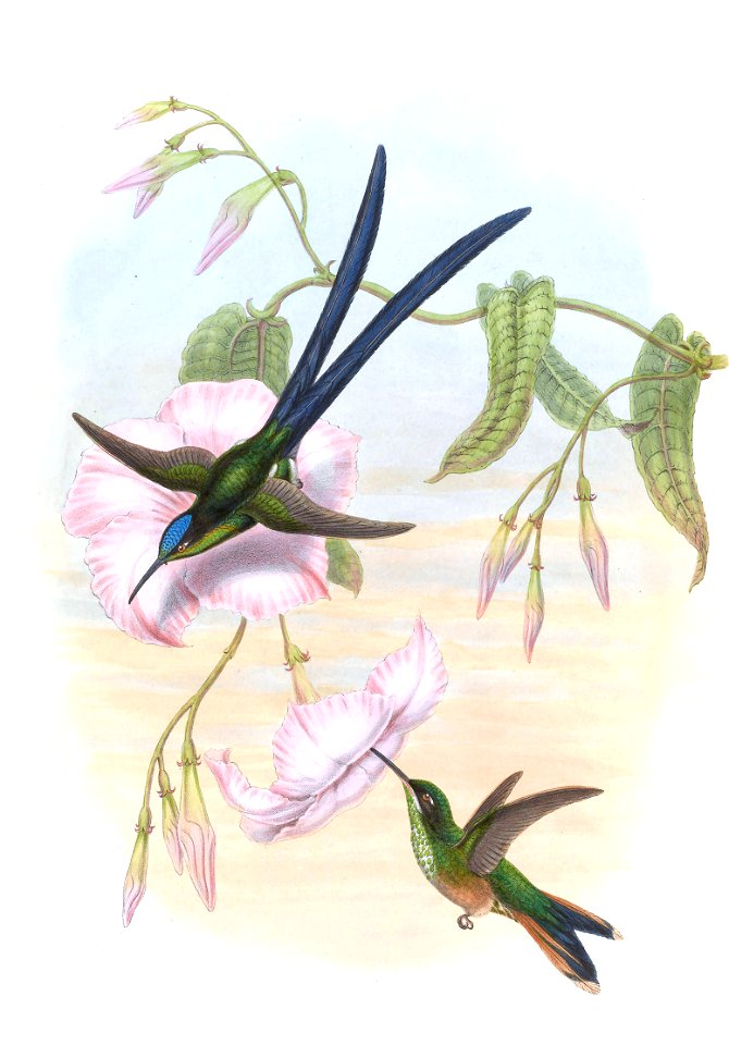 Hylonympha macrocerca