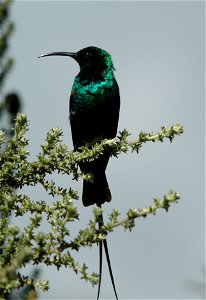 Lobelien-Nektarvogel