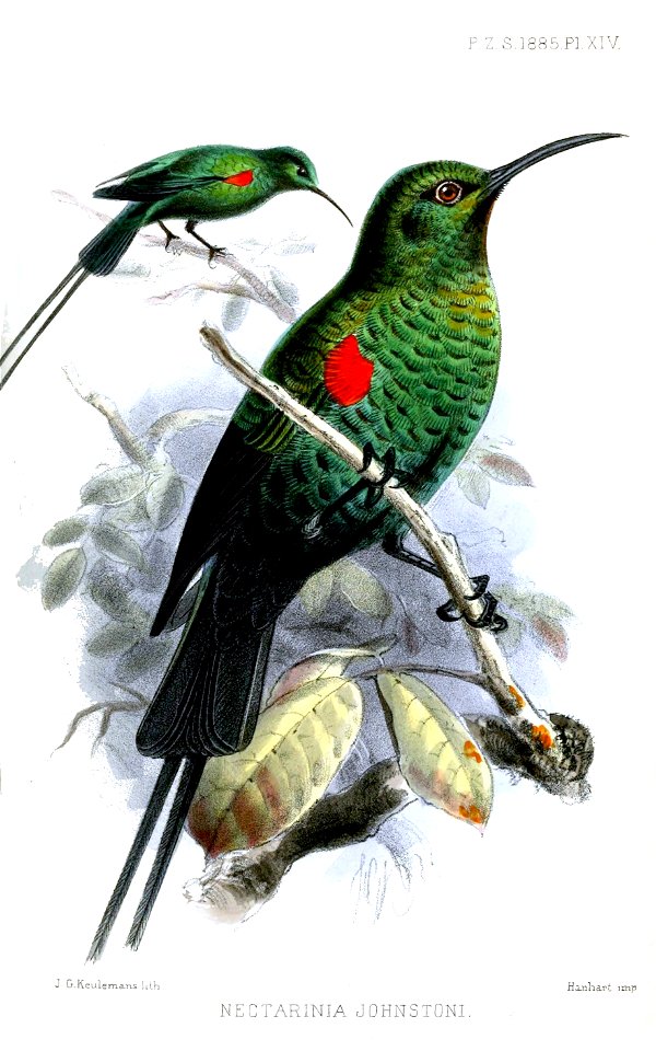 Nectarinia johnstoni