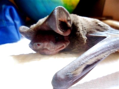 Morcego Eumops glaucinus photo