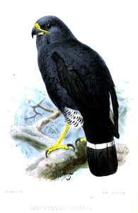English:  « Leucopternis plumbea » = Cryptoleucopteryx plumbea (Plumbeous Hawk)Français :  « Leucopternis plumbea » = Cryptoleucopteryx plumbea (Buse plomb