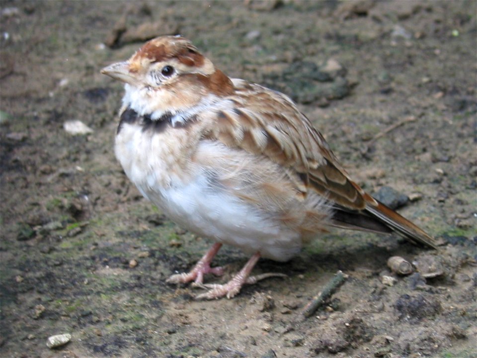 Melanocorypha mongolica in Beijing Zoo.