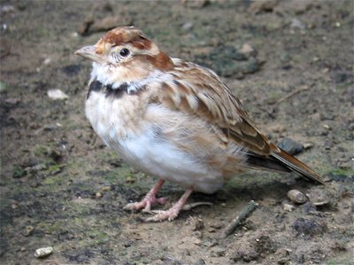 Melanocorypha mongolica in Beijing Zoo.