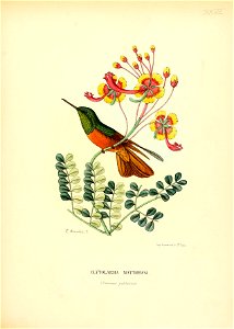 Clytolaema matthewsi = Boissonneaua matthewsii[1]