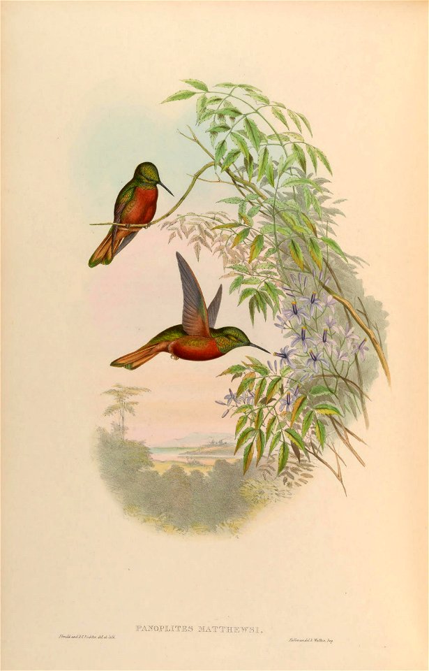 Panoplites matthewsii = Boissonneaua matthewsii [1]