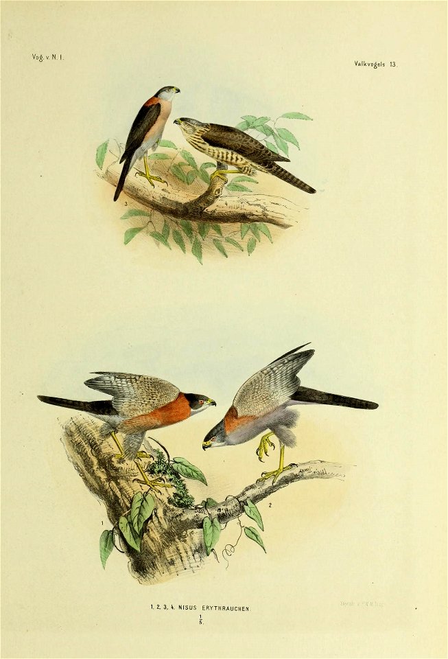De vogels van Nederlandsch Indie /  beschreven en afgebeeld door H. Schlegel = Les oiseaux des Indes neêrlandaises / décrits et figureés par H. Schlegel.