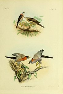 De vogels van Nederlandsch Indie / beschreven en afgebeeld door H. Schlegel = Les oiseaux des Indes neêrlandaises / décrits et figureés par H. Schlegel. photo