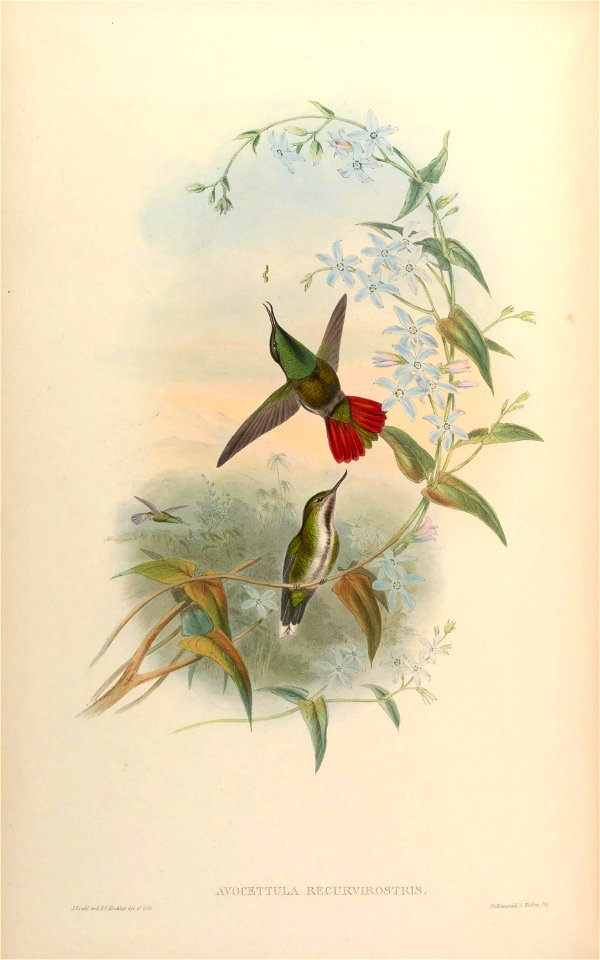 Avocettula recurvirostris [1]