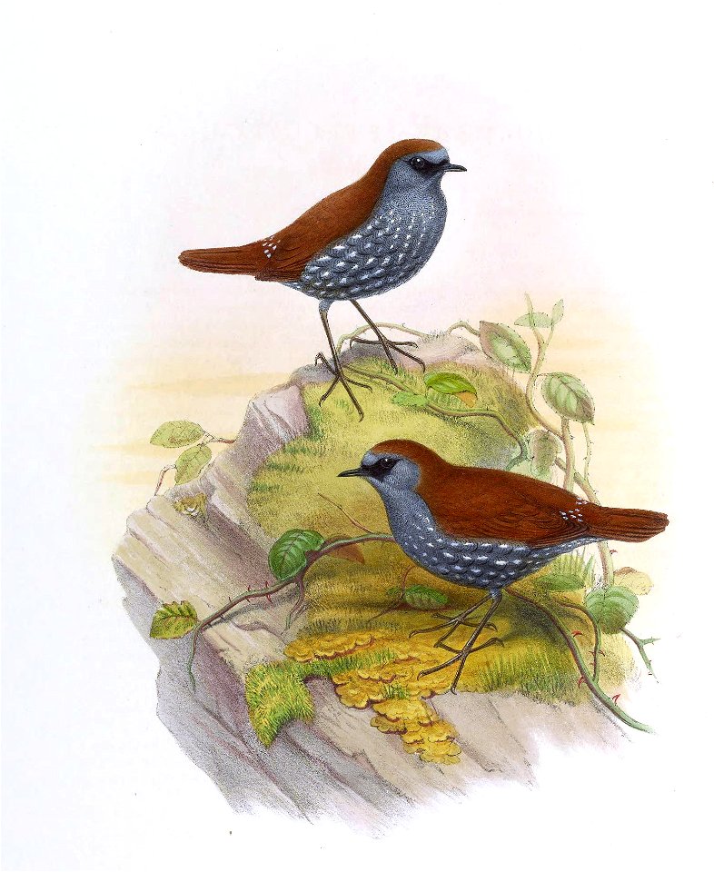 Drymochares stellatus = Heteroxenicus stellatus