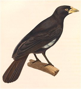 English:  « Textor alecto » = Bubalornis albirostris albirostris (Subspecies of White-billed Buffalo Weaver) - adultFrançais :  « Textor alecto » = Bubalor