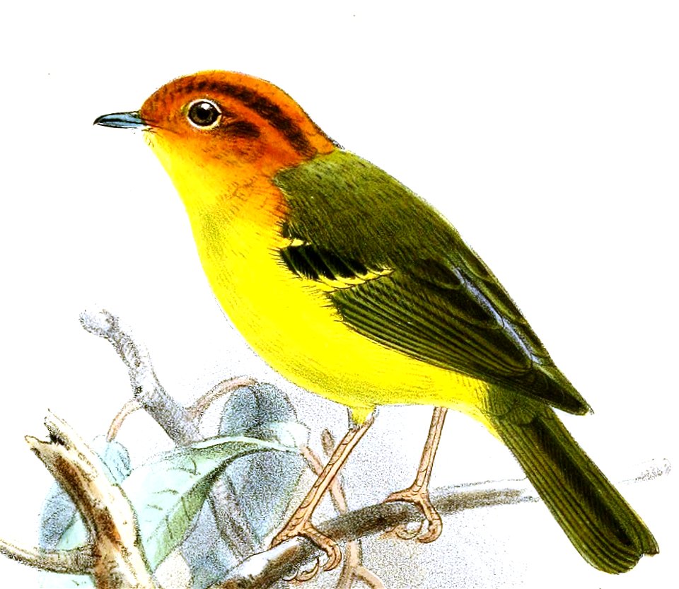 Cryptolopha montis = Seicercus montis