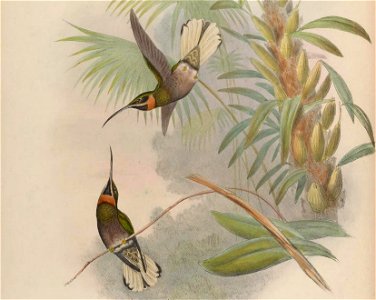 A monograph of the Trochilidæ, or family of humming-birds. London: Printed by Taylor and Francis; 1861 [i.e. 1849-1861].