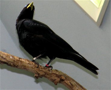 Red-rumped Cacique - Cacicus haemorrhous  taken at cincinnati zoo