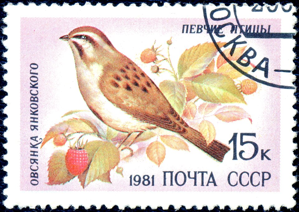 Почтовая марка СССР. 1981. Овсянка Янковского Emberiza jankowskii