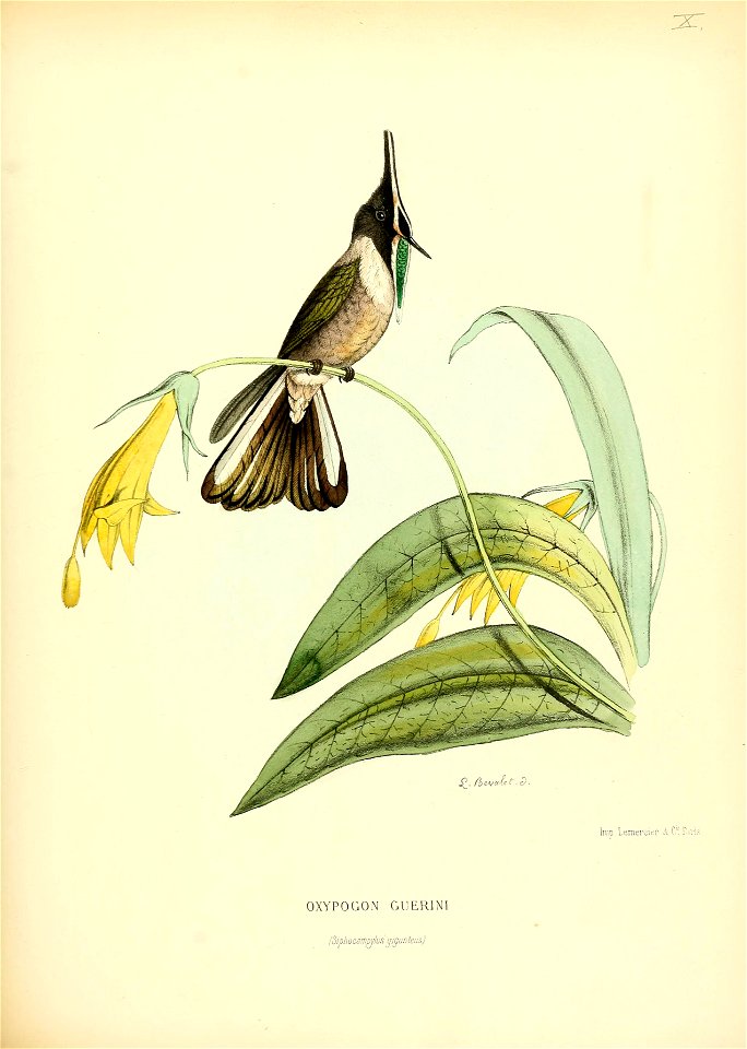 Oxypogon guerinii
