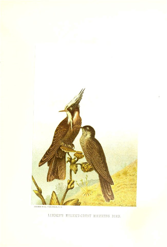 SELMAR HESS, PUBLISHER, N. Y. 
Hd'.L.F'rat.^&Co- 

LINDEN'S HELMET-CREST HUMMING BIRD.