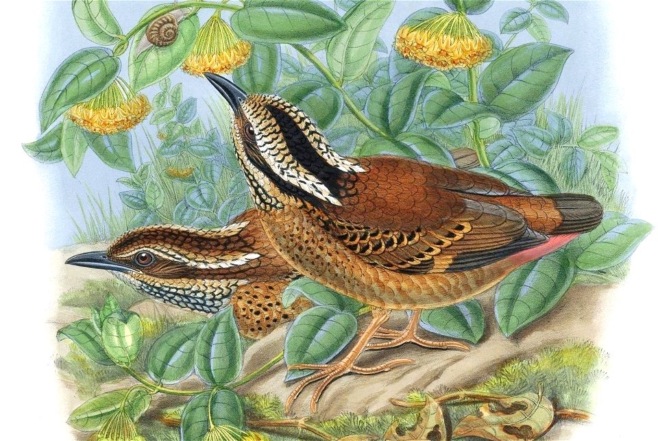 Illustration of Hydrornis phayrei by Daniel Giraud Elliot (1835-1915), c. 1894

ELLIOT'S ILLUSTRATIONS.
W.Hart del. et lith.
Mintern. Bros. imp
ANTHOCINCLA PHAYREI.
-
ANTHOCINCLA PHAYREI.
PHAYRE'S PIT