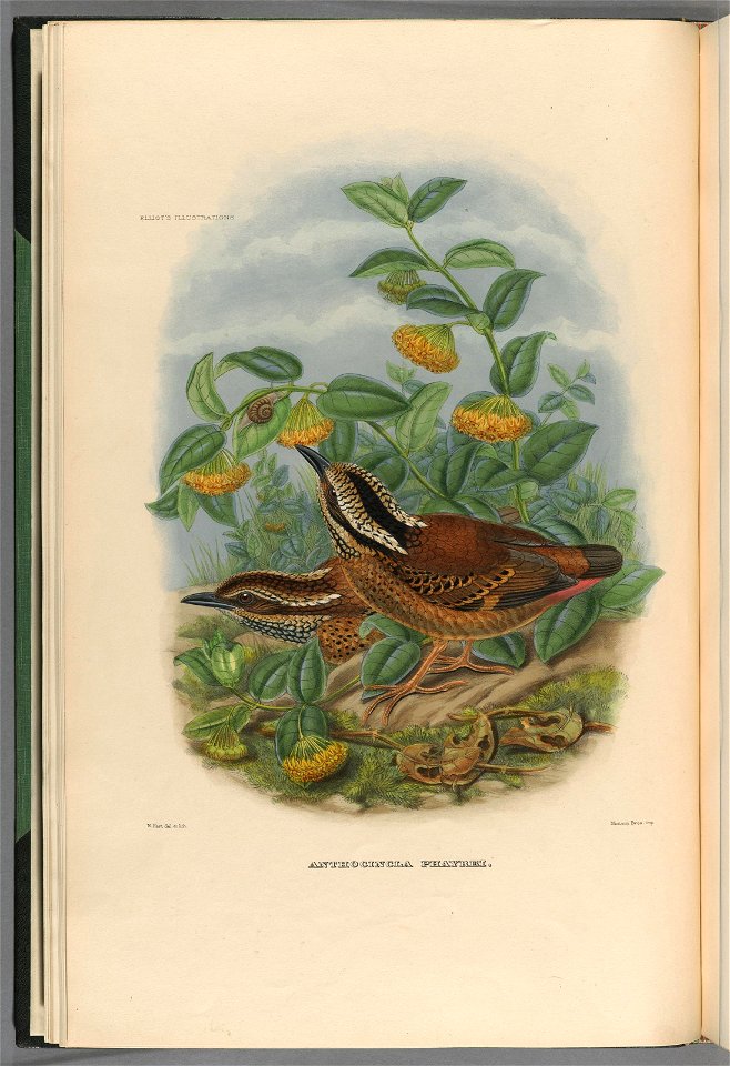 Illustration of Hydrornis phayrei by Daniel Giraud Elliot, c. 1894

ELLIOT'S ILLUSTRATIONS.
W.Hart del. et lith.
Mintern. Bros. imp
ANTHOCINCLA PHAYREI.
-
ANTHOCINCLA PHAYREI.
PHAYRE'S PITTA

 Anthoci