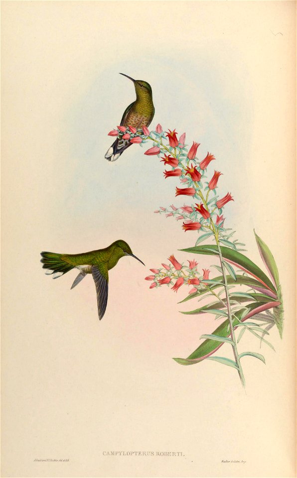 Campylopterus roberti = Phaeochroa cuvierii roberti [1]