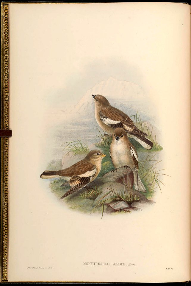 Montifringilla adamsi