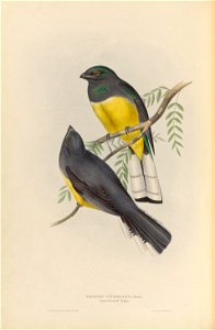 Trogon citreolus - A monograph of the Trogonidae, or family of trogons