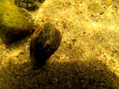 Freshwater mussels live on the stream bottom, where they can use their single foot to slowly move about. Filter feeders, they open their shell slightly, bring water in from the river, filter it to get photo