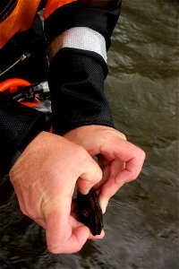 The biologists are looking for endangered Appalachian elktoe mussels that are carrying young mussels. They’ll be taken to a hatchery run by the North Carolina Wildlife Resources Commission where the y