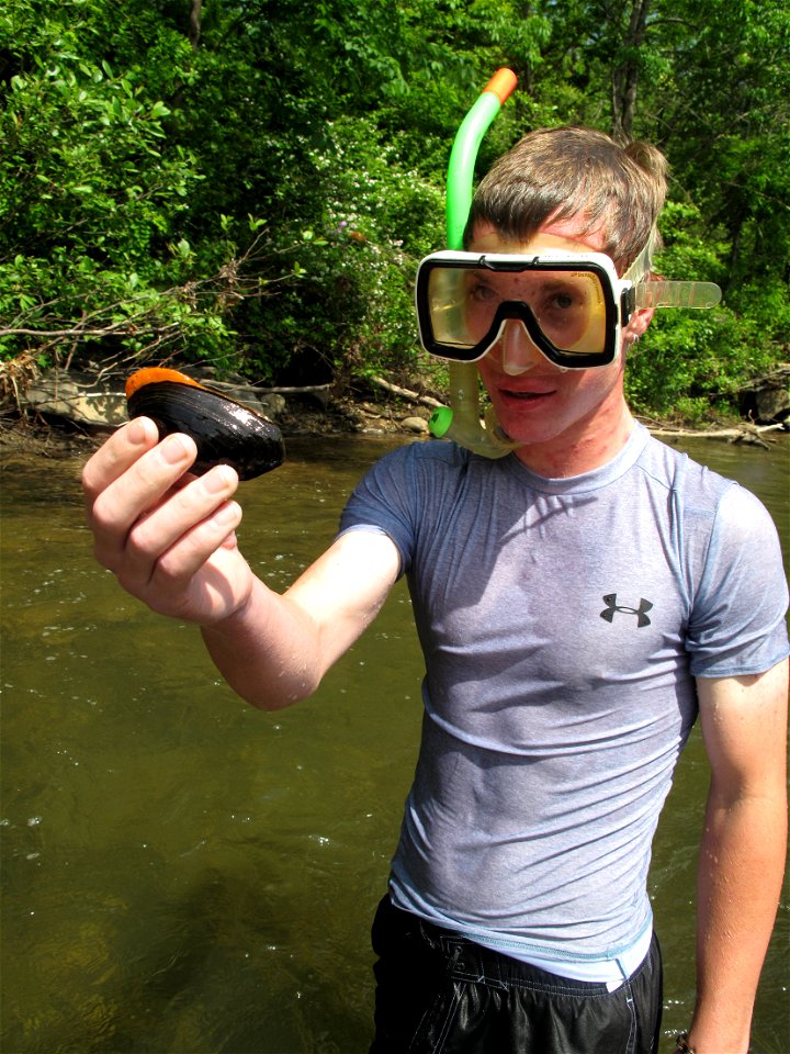 A Mountain Heritage High School Eco-Club member holds up an Appalachian elktoe found in the North Toe River during the 2011 Endangered Species Day float.
Credit: G. Peeples/USFWS

www.fws.gov/ashevill