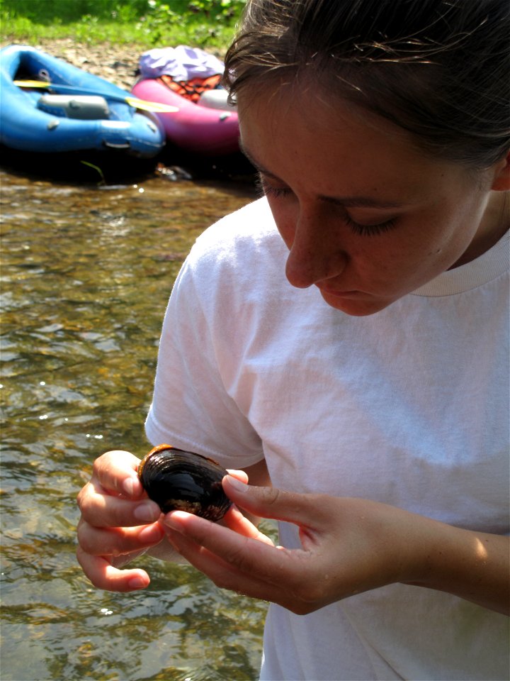 Service intern Jessica Sutt examines an Appalachian elktoe mussel found in the North Toe River during the 2011 Endangered Species Day float.
Credit: G. Peeples/USFWS

www.fws.gov/asheville/
