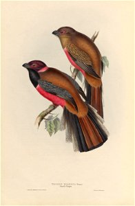 Harpactes diardii - A monograph of the Trogonidae, or family of trogons