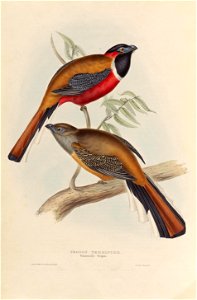 Harpactes diardii - A monograph of the Trogonidae, or family of trogons