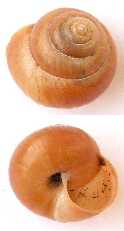 Bradybaena fruticum