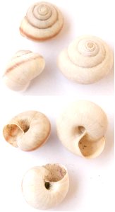 Bradybaena fruticum