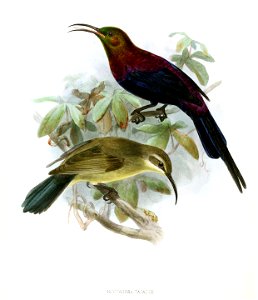 Nectarinia tacazze