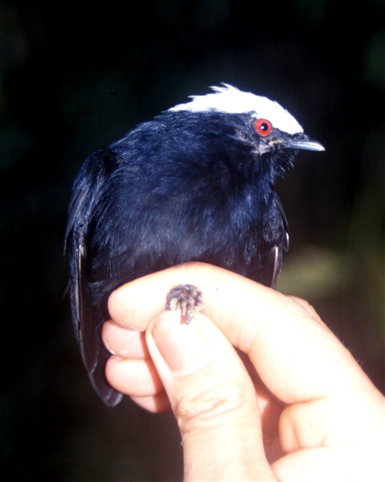 White-crowned Manakin (Dixiphia pipra), male from Ecuador