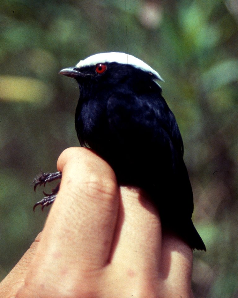 White-crowned Manakin (Dixiphia pipra), male from Ecuador