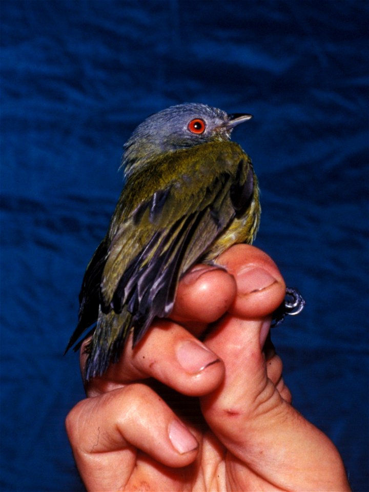 White-crowned Manakin (Dixiphia pipra), female from Ecuador