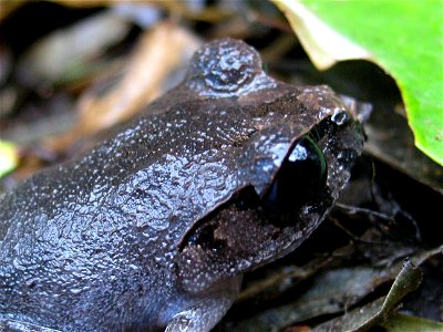 Hasselt's toad in the Philippines (thus possibly not really Leptobrachium hasseltii)