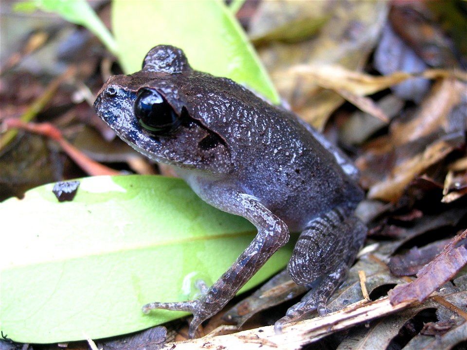 Hasselt's toad in the Philippines (thus possibly not really Leptobrachium hasseltii)