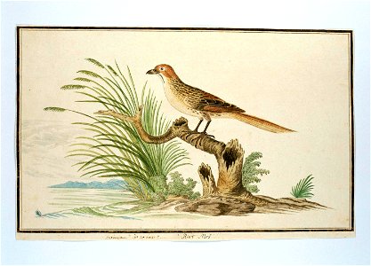 Grasvogel (Sphenoeacus afer)