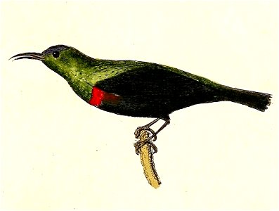 English:  « Nectarinia purpurata » = Cinnyris habessinicus (Shining Sunbird)Français :  « Nectarinia purpurata » = Cinnyris habessinicus (Souïmanga brillan