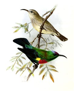 Cinnyris habessinicus