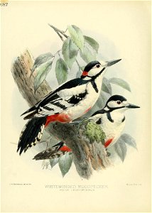 J. G Ktfulerriaxis del et. litK. 
WH1TEWINGED WOODPECKER. 
PICUS LEUCOPTERUS. 

Mintem I3ros - irrrp .